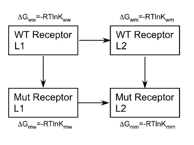 double_mutant_cycle